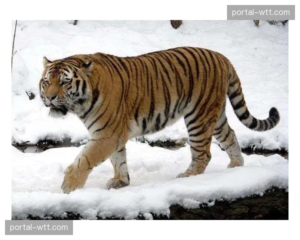 “吉林东北虎的困境：全华班阵容下，如何维持全场防守强度？”